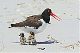 American Oystercatcher